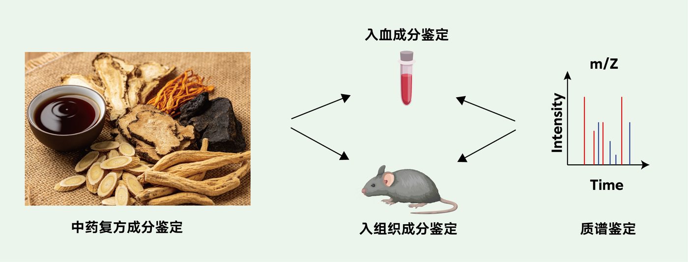 中药/复方成分鉴定